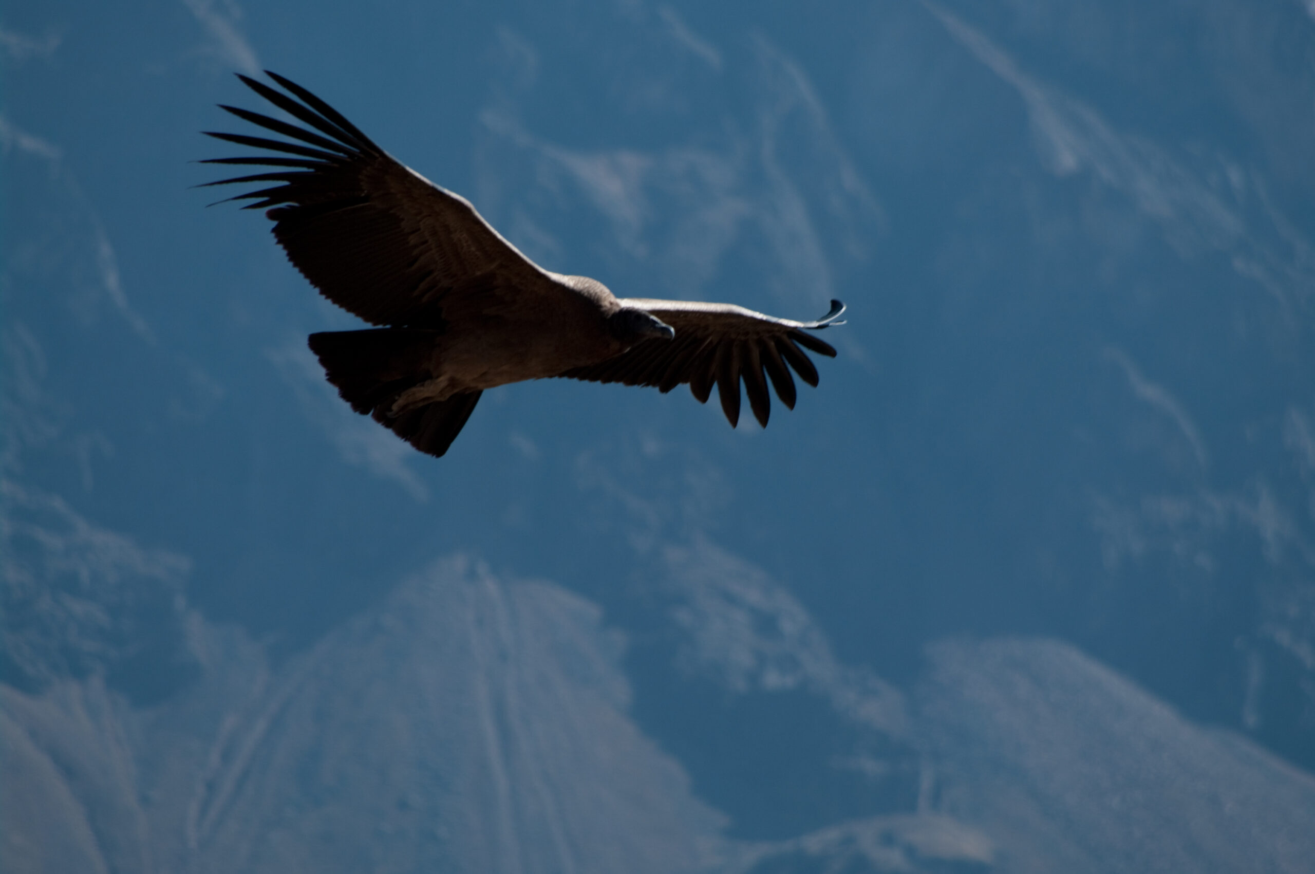 Iron Condor Strategy: How to Trade It and When It Works